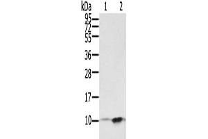 Western Blotting (WB) image for anti-S100 Calcium Binding Protein P (S100P) antibody (ABIN2430788) (S100P 抗体)