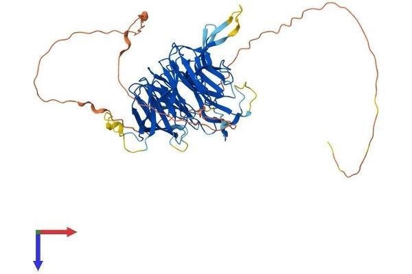 CHAF1B Protein (AA 1-559) (His tag)