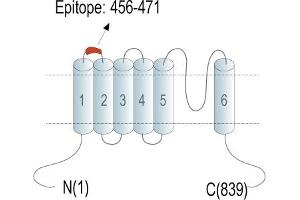 Representative domain view of the target of ABIN7885601.