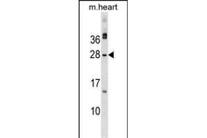 MSC Antibody (C-term) (ABIN1536771 and ABIN2849429) western blot analysis in mouse heart tissue lysates (35 μg/lane). (Musculin 抗体  (C-Term))