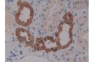IHC-P analysis of Human Kidney Tissue, with DAB staining. (CCL13 抗体  (AA 24-98))
