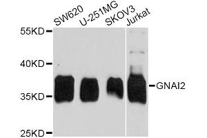Western blot analysis of extracts of various cell lines, using GNAI2 antibody. (GNAI2 抗体)