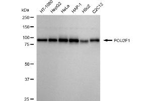 anti-POU Domain, Class 2, Transcription Factor 1 (POU2F1) antibody