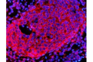 anti-3-Hydroxy-3-Methylglutaryl-CoA Reductase (HMGCR) (AA 268-842) antibody