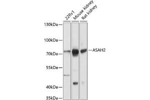 Western blot analysis of extracts of various cell lines, using  antibody (ABIN6129935, ABIN6137162, ABIN6137164 and ABIN6216285) at 1:1000 dilution. (ASAH2 抗体  (AA 80-340))
