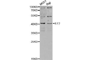 Western blot analysis of extracts of various cell lines, using ILF2 antibody. (ILF2 抗体)