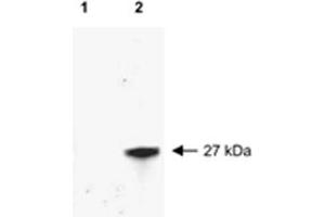 Western blot of RFP recombinant protein detected with RFP polyclonal antibody .