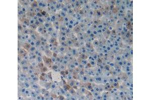 IHC-P analysis of tissue, with DAB staining. (GDF1 抗体  (AA 183-357))