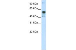 Western Blotting (WB) image for anti-Nuclear Factor (erythroid-Derived 2)-Like 2 (NFE2L2) antibody (ABIN2461777) (NRF2 抗体)