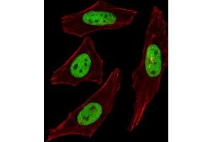 Fluorescent image of Hela cells stained with SUMO2/3 Antibody (C-term) (ABIN388034 and ABIN2845512). (SUMO2/3 抗体  (C-Term))