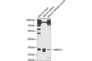 Western blot analysis of extracts of various cell lines, using MEMO1 antibody  at 1:1000 dilution. (MEMO1 抗体  (AA 1-297))