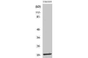 Western Blotting (WB) image for anti-Mitochondrial Ribosomal Protein L12 (MRPL12) (Internal Region) antibody (ABIN3185642) (MRPL12 抗体  (Internal Region))