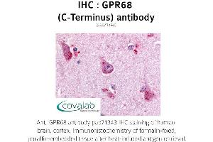 Image no. 1 for anti-G Protein-Coupled Receptor 68 (GPR68) (C-Term) antibody (ABIN1735156) (GPR68 抗体  (C-Term))
