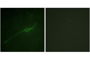 Immunofluorescence analysis of NIH-3T3 cells, using Syntaxin 1A (Phospho-Ser14) Antibody.