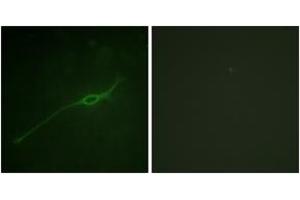Immunofluorescence analysis of NIH-3T3 cells, using Syntaxin 1A (Phospho-Ser14) Antibody. (STX1A 抗体  (pSer14))