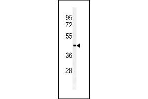 Western blot analysis of SULT2B1a/b antibody (N-term) Ap2604a in HL60 cell line lysates (35 μg/lane).