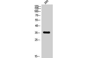 Western Blot analysis of 293 cells using Phospho-DOR-1 (S363) Polyclonal Antibody (OPRD1 抗体  (pSer363))