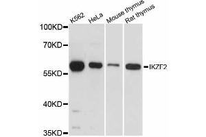 Western blot analysis of extracts of various cell lines, using IKZF2 antibody (ABIN6292362) at 1:3000 dilution. (IKZF2 抗体)
