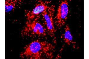 Proximity Ligation Analysis of protein-protein interactions between IL10 and A2M. (IL-10 抗体  (AA 1-178))