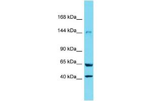 Western Blotting (WB) image for anti-Xanthine Dehydrogenase (XDH) (N-Term) antibody (ABIN2789448) (XDH 抗体  (N-Term))