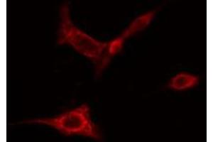 ABIN6274827 staining HeLa cells by IF/ICC. (AOX1 抗体  (Internal Region))