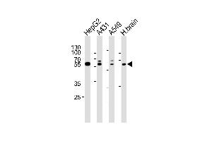Western blot analysis of lysates from HepG2, A431, A549 cell line and human brain tissue lysate(from left to right), using SERAC1 Antibody (N-term) (ABIN6244166 and ABIN6577553). (SERAC1 抗体  (N-Term))