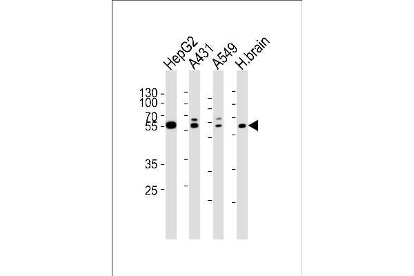 SERAC1 抗体  (N-Term)