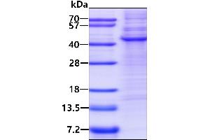 SDS-PAGE (SDS) image for tyrosylprotein Sulfotransferase 2 (TPST2) (AA 26-377) protein (His tag) (ABIN5852972)