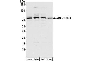 anti-Ankyrin Repeat Domain 13A (ANKRD13A) (AA 500-550) antibody