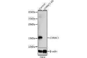Western blot analysis of extracts from normal (control) and CHRAC1 knockout (KO) HeLa cells using CHRAC1 Polyclonal Antibody at dilution of 1:1000. (CHRAC1 抗体)