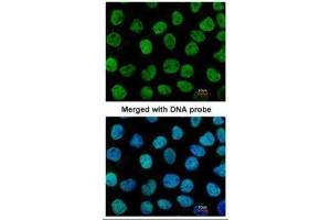 ICC/IF Image Immunofluorescence analysis of paraformaldehyde-fixed A431, using APE1, antibody at 1:200 dilution. (APEX1 抗体  (N-Term))
