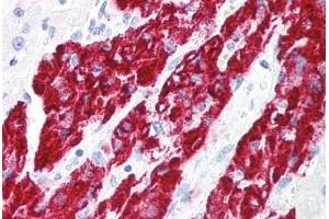 Human Adrenal (formalin-fixed, paraffin-embedded) stained with IER3 antibody ABIN213935 at 5 ug/ml followed by biotinylated goat anti-rabbit IgG secondary antibody ABIN481713, alkaline phosphatase-streptavidin and chromogen. (IER3 抗体  (Internal Region))