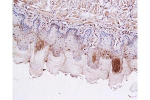 Formalin-fixed and paraffin embedded rat tongue labeled with Anti-GLP-1 (7-36) Polyclonal Antibody, Unconjugated 1:200 followed by conjugation to the secondary antibody and DAB staining (GLP-1 抗体  (AA 7-36))