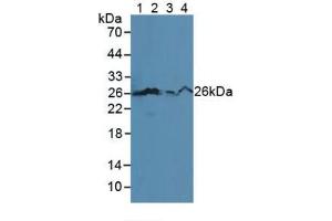 Western blot analysis of (1) Mouse Serum, (2) Human HL-60 Cells, (3) Human Jurkat Cells and (4) Human U-937 Cells. (Bcl-2 抗体  (AA 2-208))