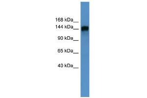 WB Suggested Anti-PITPNM1 Antibody Titration: 0.