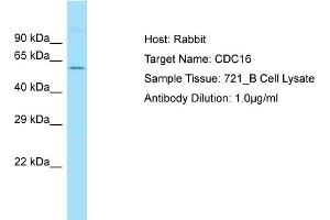 Host: Rabbit Target Name: CDC16 Sample Type: 721_B Whole Cell lysates Antibody Dilution: 1. (CDC16 抗体  (N-Term))
