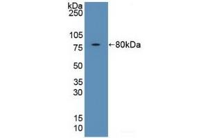 Western Blotting (WB) image for anti-FK506 Binding Protein 5 (FKBP5) (AA 2-457) antibody (ABIN7435820)