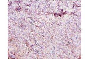 Immunohistochemistry of paraffin-embedded human tonsil tissue using ABIN7177073 at dilution of 1:10 (CES1C 抗体  (AA 19-550))