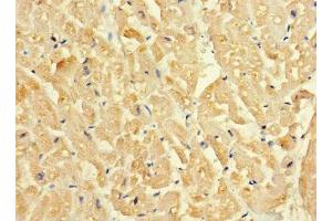 Immunohistochemistry of paraffin-embedded human heart tissue using ABIN7160153 at dilution of 1:100 (SLC16A1 抗体  (AA 159-201))
