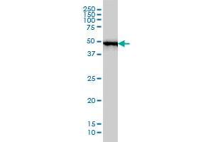 RP6-213H19 1 monoclonal antibody (M01), clone 2G6 Western Blot analysis of RP6-213H19 1 expression in MCF-7 . (STK26/MST4 抗体  (AA 1-137))