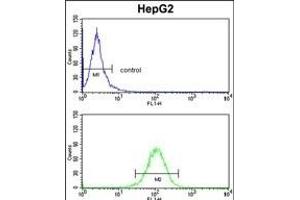 HOMER1 Antibody (N-term) (ABIN391469 and ABIN2841440) flow cytometry analysis of HepG2 cells (bottom histogram) compared to a negative control cell (top histogram). (HOMER1 抗体  (N-Term))