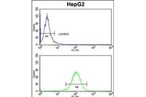 HOMER1 Antibody (N-term) (ABIN391469 and ABIN2841440) flow cytometry analysis of HepG2 cells (bottom histogram) compared to a negative control cell (top histogram).