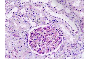Anti-IFITM2 antibody IHC staining of human kidney. (IFITM2 抗体  (AA 1-30))