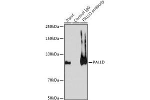 Immunoprecipitation (IP) image for anti-Palladin, Cytoskeletal Associated Protein (PALLD) (AA 383-672) antibody (ABIN6145196)