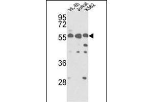 Western blot analysis of hPRKCABP- (ABIN391109 and ABIN2841240) in HL-60, Jurkat, K562 cell line lysates (35 μg/lane). (PICK1 抗体  (C-Term))