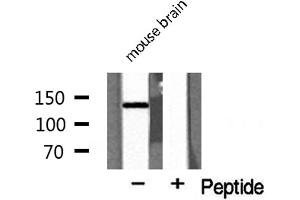 Western blot analysis of MEKKK 4 expression in mouse brain lysate (MAP4K4 抗体  (Internal Region))