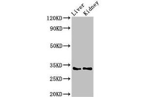 HEXIM2 Antikörper  (AA 1-286)