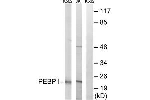 Western blot analysis of extracts from K562 cells and Jurkat cells, using PEBP1 antibody. (PEBP1 抗体  (Internal Region))