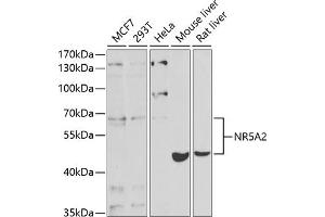 Western blot analysis of extracts of various cell lines, using NR5 antibody (ABIN6127421, ABIN6144833, ABIN6144835 and ABIN6221444) at 1:1000 dilution. (NR5A2 + LRH1 抗体  (AA 206-495))