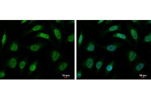 ICC/IF Image hnRNP R antibody [N1N2], N-term detects hnRNP R protein at nucleus and cytoplasm by immunofluorescent analysis. (HNRNPR 抗体  (N-Term))